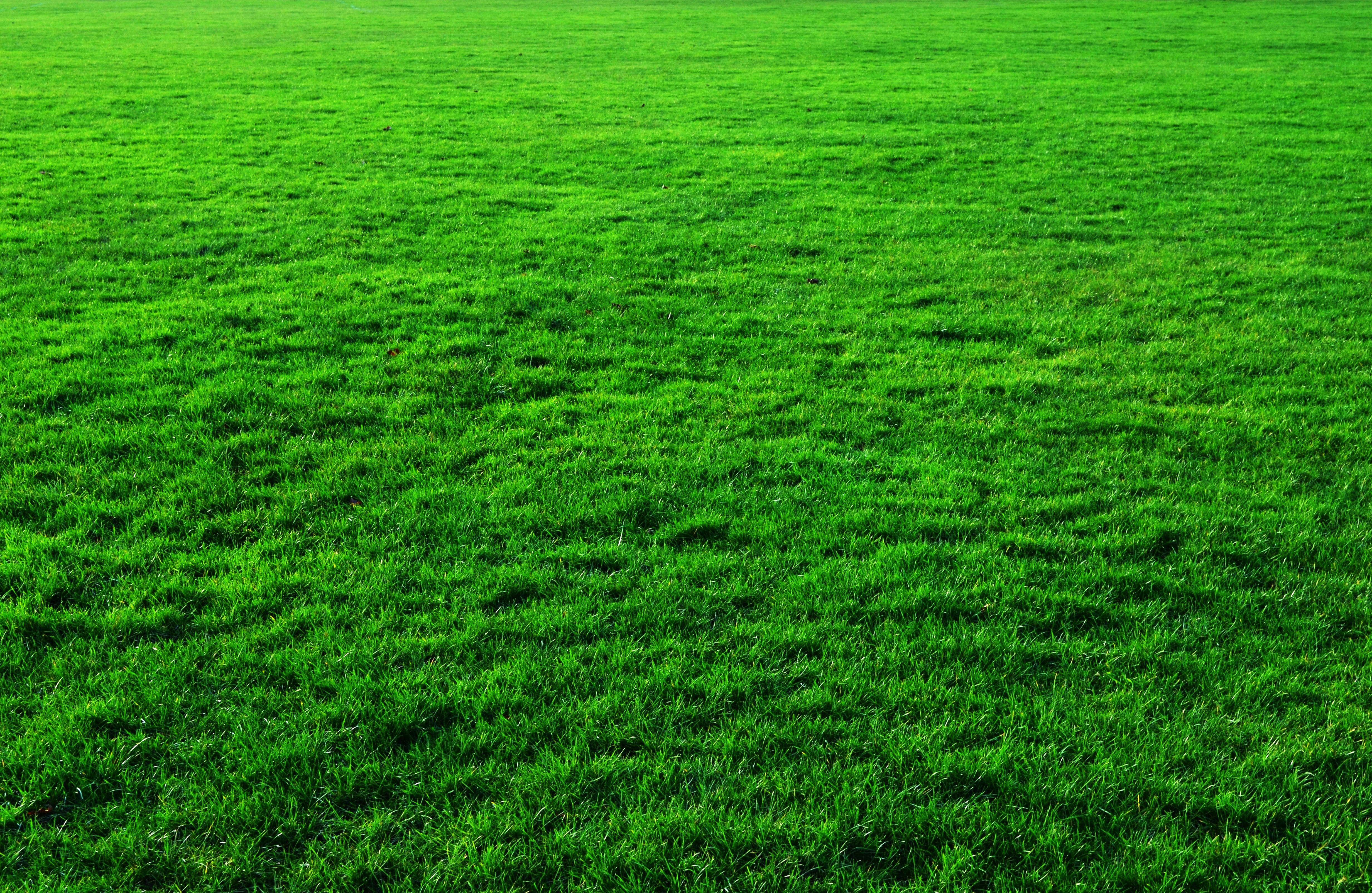 green-grass-background – Jonny Tuvsjøen AS